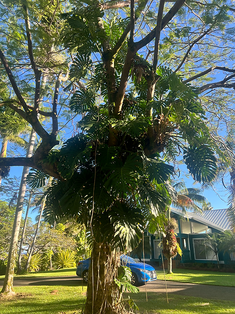 Overgrown Monstera - Before Monstera on the Big Island is like a weed. It just takes over. We had two beautiful native trees on the property that needed saving. The Monstera was choking out the trees and they were slowly dying. Here are the before and after pictures of one.