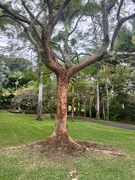 Overgrown Monstera - After Monstera on the Big Island is like a weed. It just takes over. We had two beautiful native trees on the property that needed saving. The Monstera was choking out the trees and they were slowly dying. Here are the before and after pictures of one.